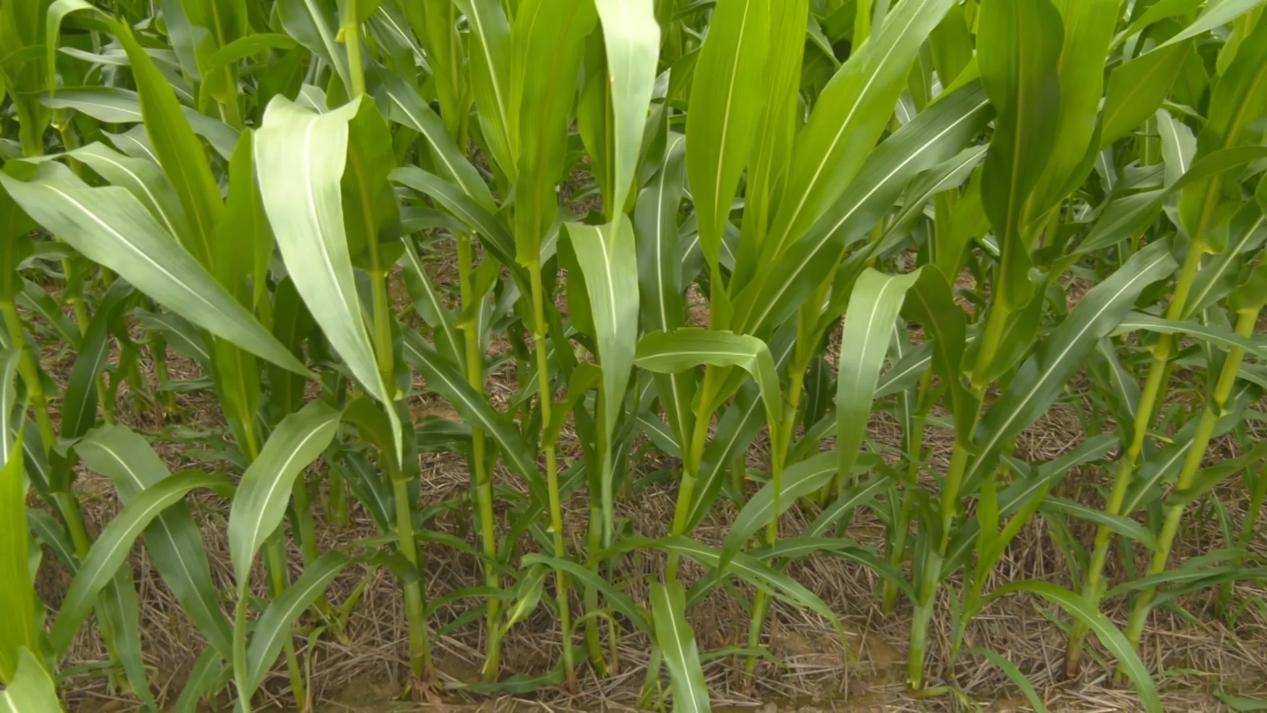 13个品种玉米监测第44天