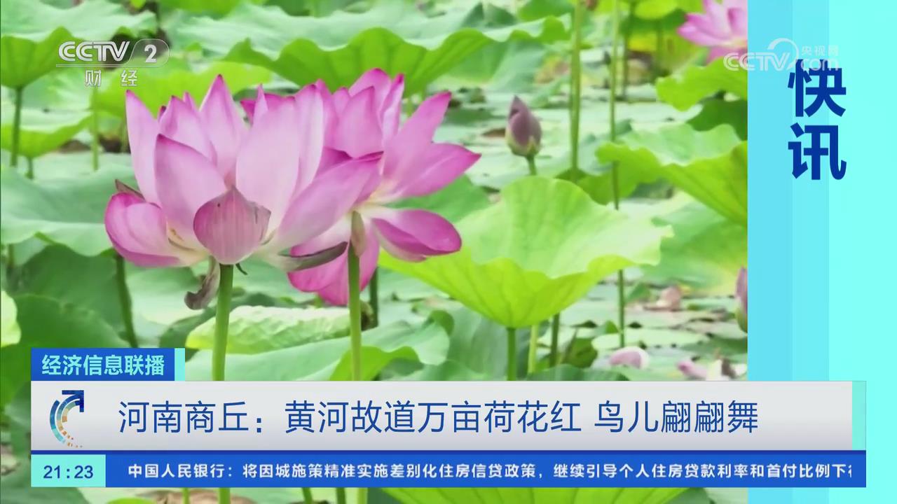 【央視關(guān)注河南商丘】黃河故道萬(wàn)畝荷花紅 鳥(niǎo)兒翩翩舞