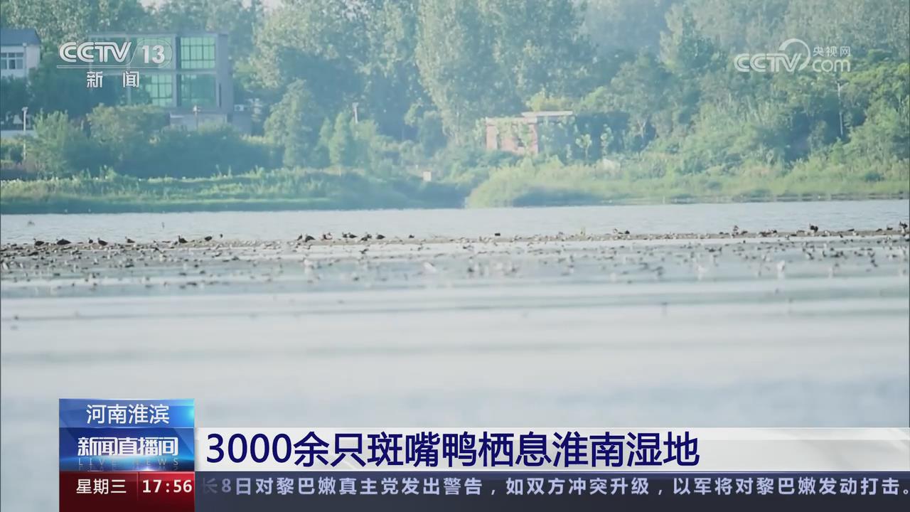 【央視關(guān)注河南】信陽淮濱：3000余只斑嘴鴨棲息淮南濕地