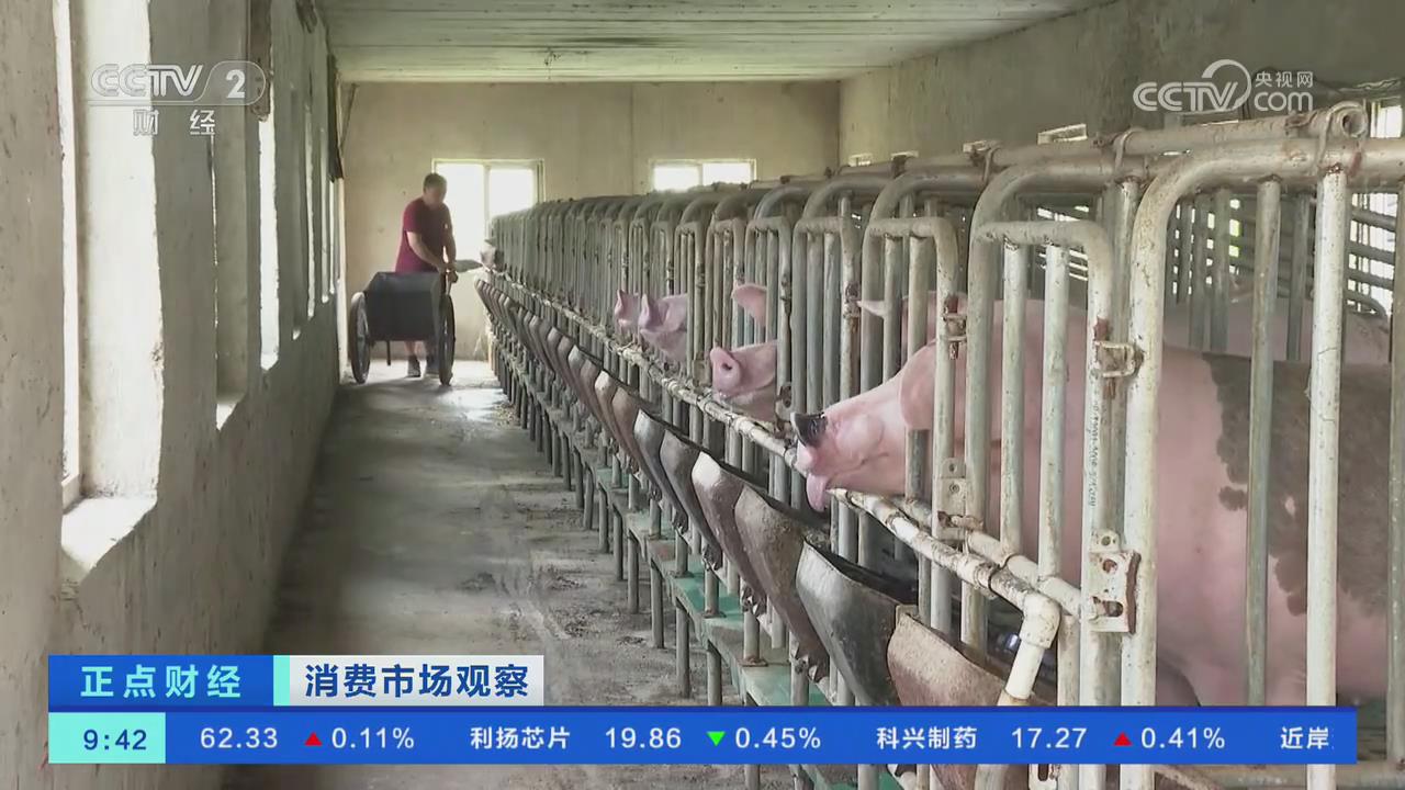 【央視關(guān)注河南滑縣】生豬價格反彈 養(yǎng)殖戶壓欄惜售