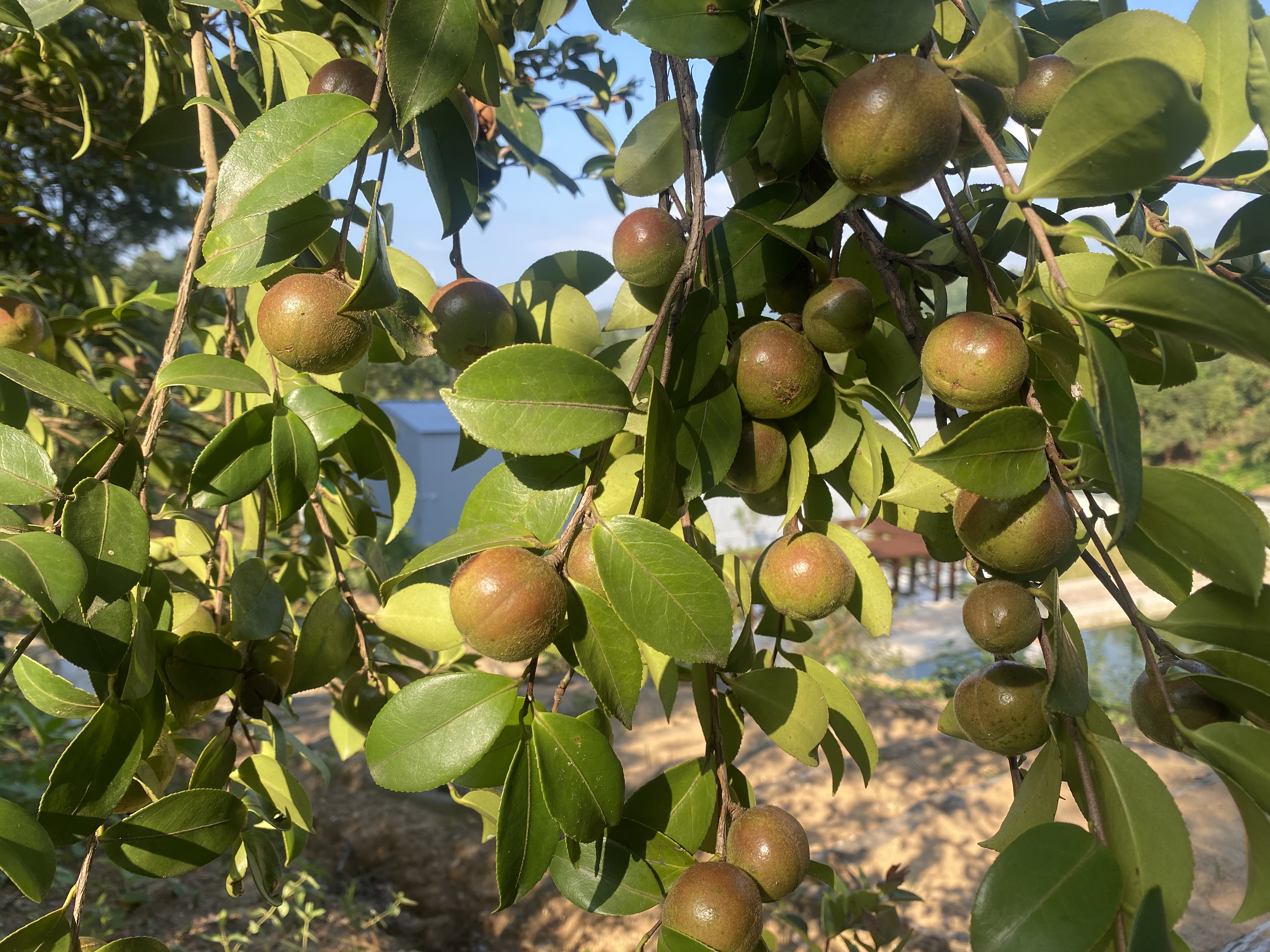 河南新县山茶油飘香油茶树变身绿色银行