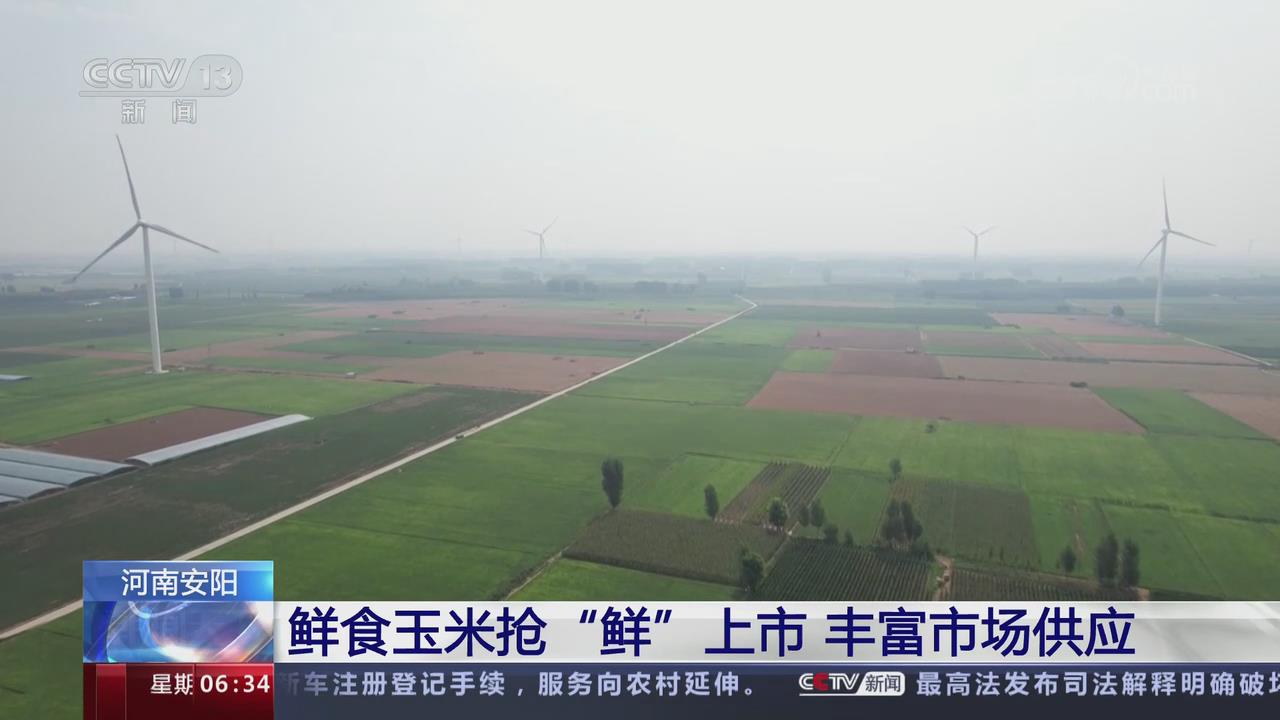 【央視關(guān)注河南安陽】鮮食玉米搶“鮮”上市