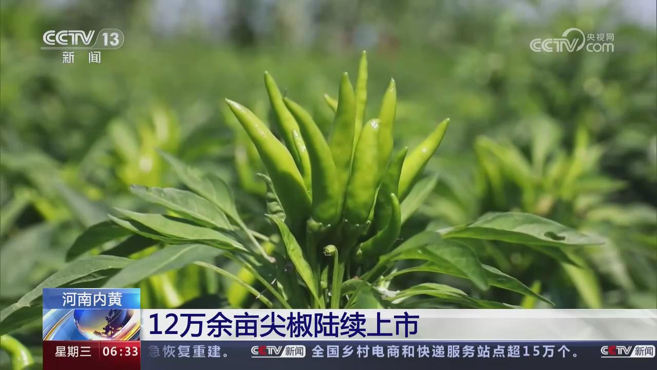 【央視關(guān)注內(nèi)黃】12萬(wàn)余畝尖椒陸續(xù)上市