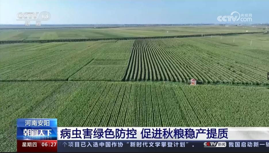 【央视关注河南滑县】病虫害绿色防控 促进秋粮稳产提质