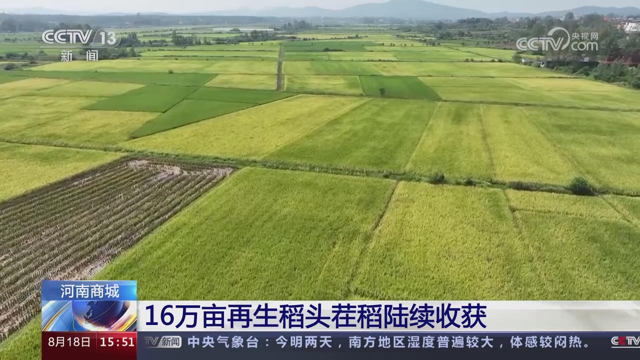 【央視關(guān)注河南商城】16萬(wàn)畝再生稻頭茬稻陸續(xù)收獲