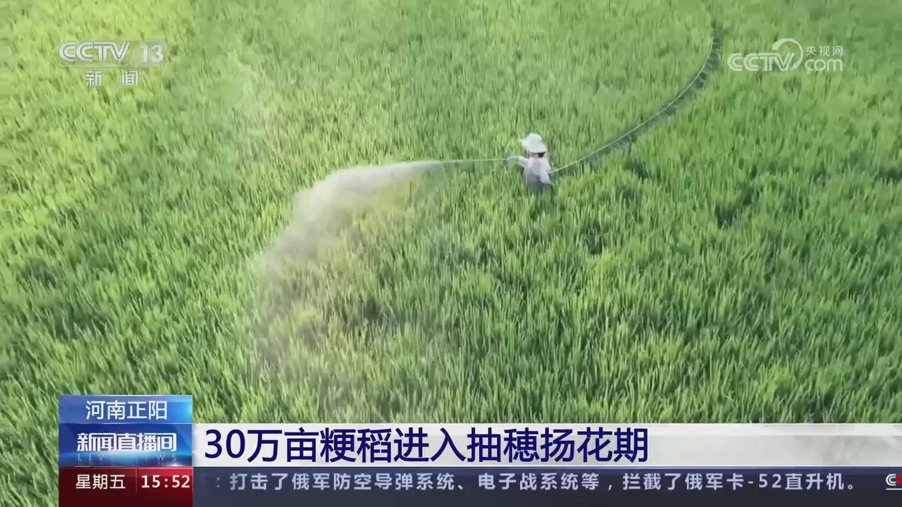 【央視關(guān)注河南正陽(yáng)】30萬(wàn)畝粳稻進(jìn)入抽穗揚(yáng)花期