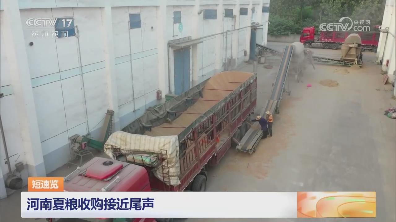 【央視關(guān)注河南】夏糧收購(gòu)接近尾聲