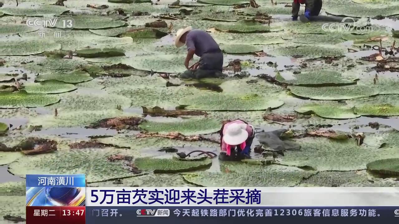 【央視關(guān)注河南潢川】5萬(wàn)畝芡實(shí)迎來(lái)頭茬采摘
