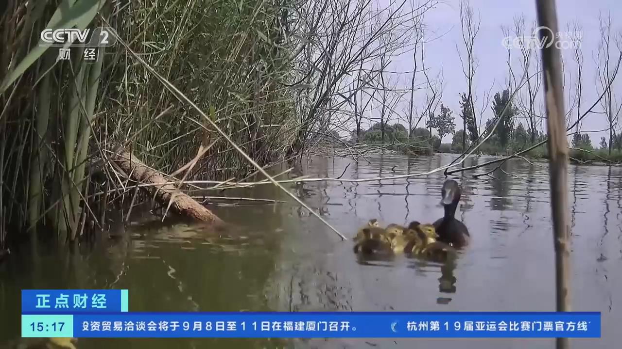 【央視關(guān)注河南民權(quán)】青頭潛鴨繁殖季