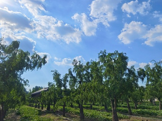 品百年枣果享枣乡风情新郑中华枣乡风情游9月2日启动