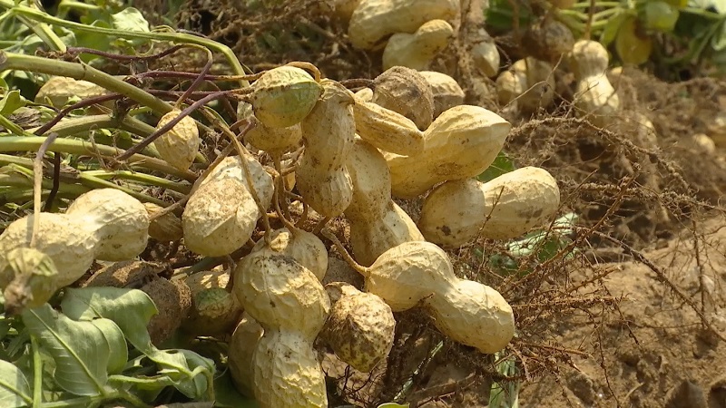 安阳市内黄县早熟花生喜丰收鼓起农户钱袋子