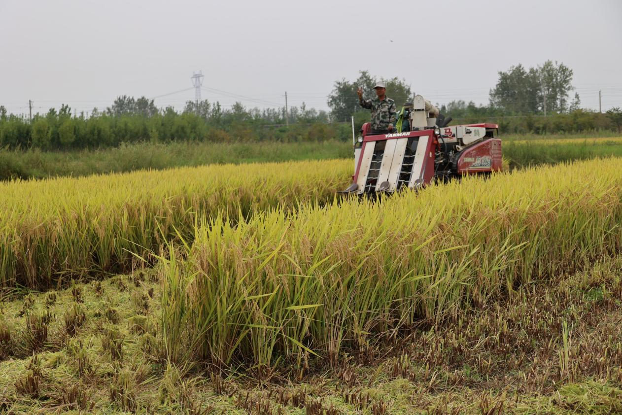 图集信阳潢川抢天夺时忙秋收