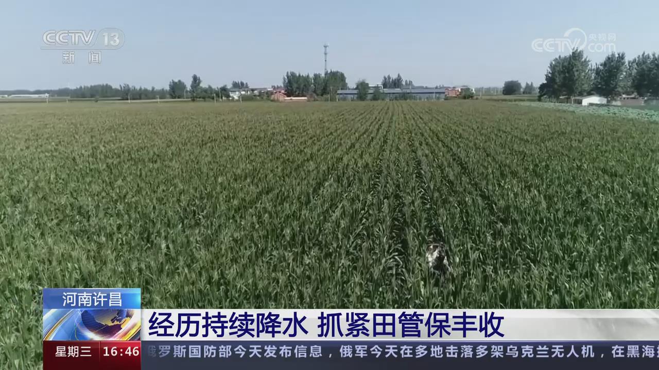 【央視關(guān)注河南許昌】經(jīng)歷持續(xù)降水 抓緊田管保豐收