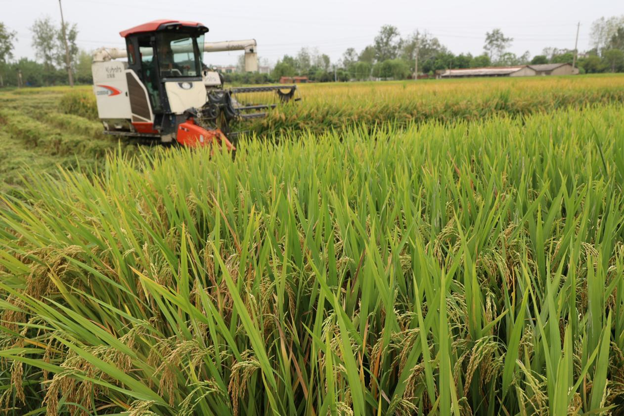 图集信阳潢川抢天夺时忙秋收