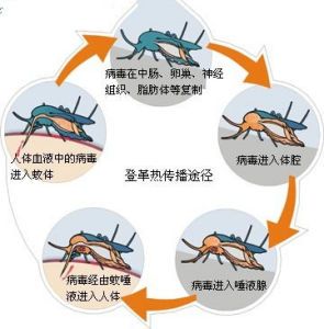 比断骨还痛，已致多人死亡！此病近期高发(图3)