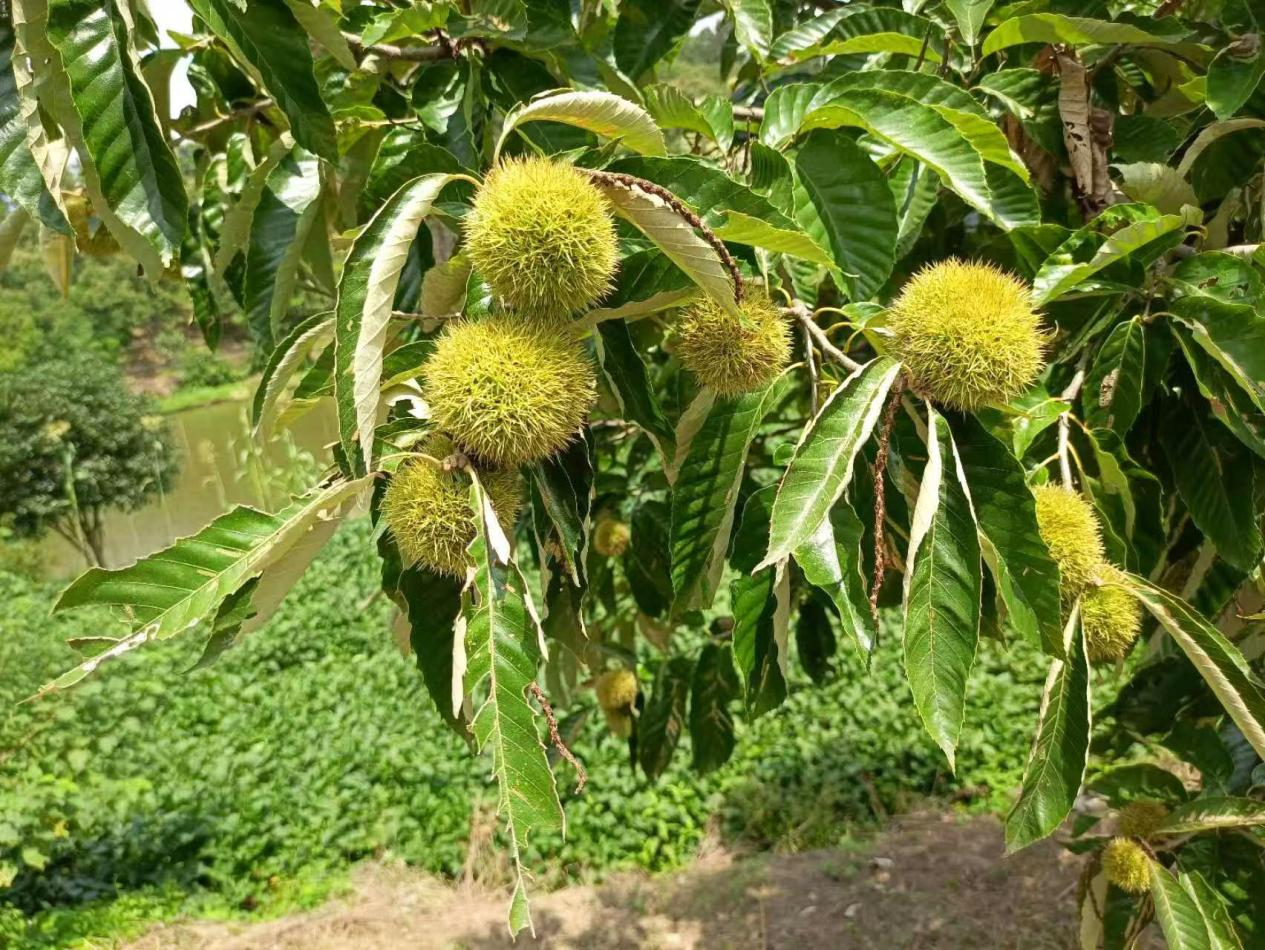 信阳市浉河区板栗开口笑丰收正当时