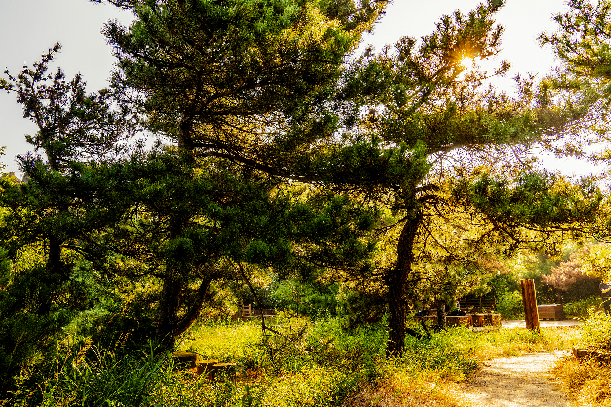 将军山位于新县连康山国家森林公园内,这里山峦重叠,沟壑纵横,森林