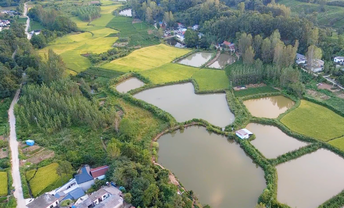 信阳市董家河镇因地制宜发展特色产业助推乡村振兴加速跑