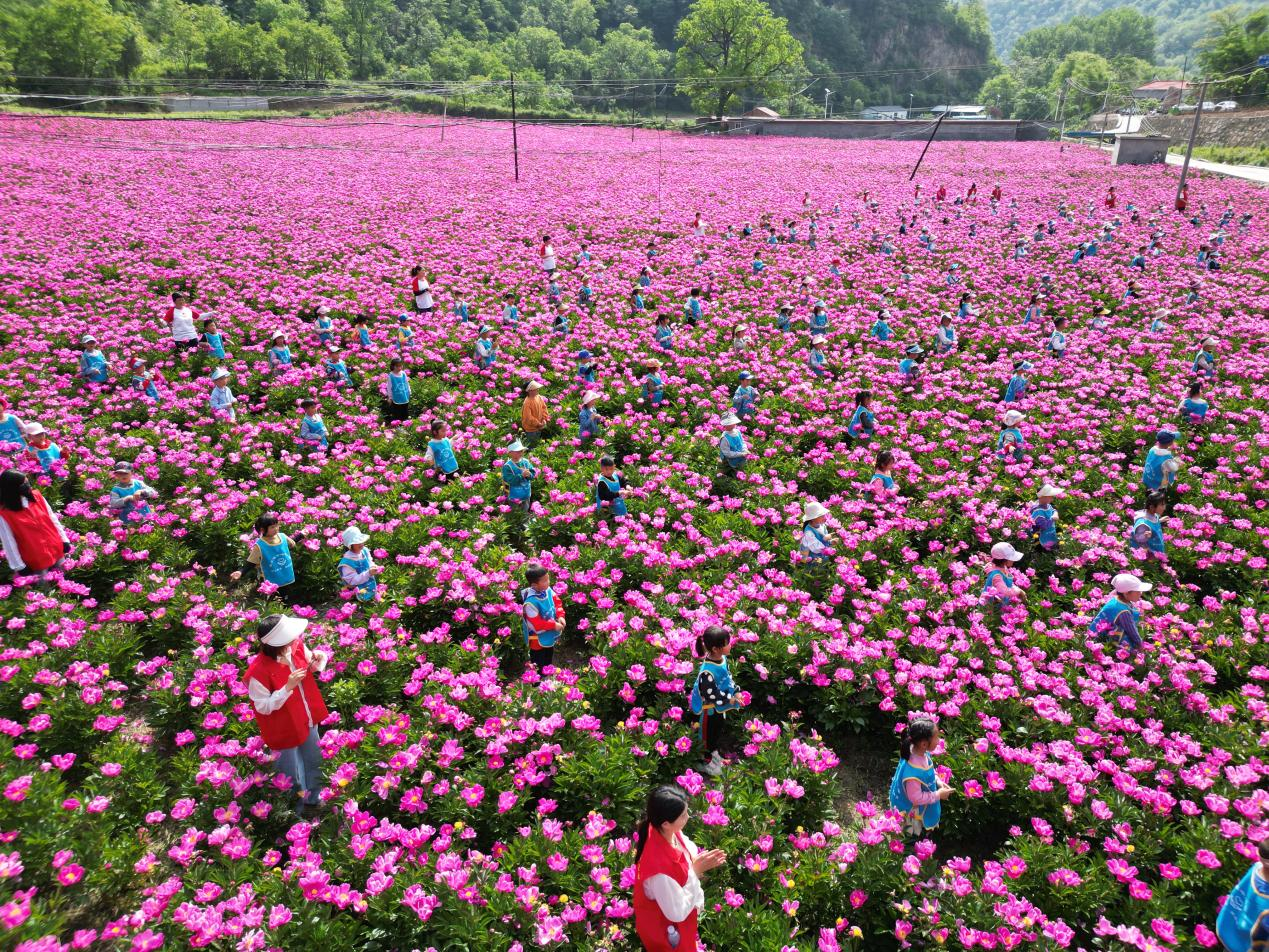 栾川县白土镇白芍喜丰收蕴藏好钱景