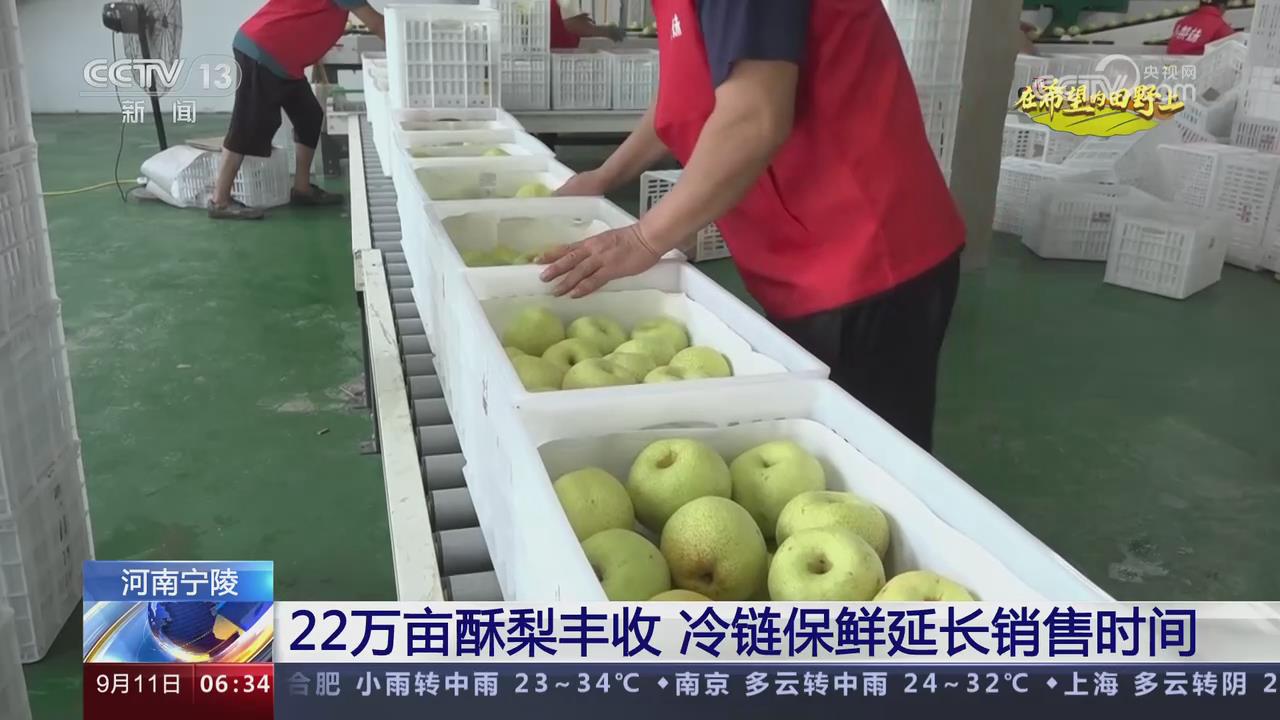 【央視關注寧陵】22萬畝酥梨豐收