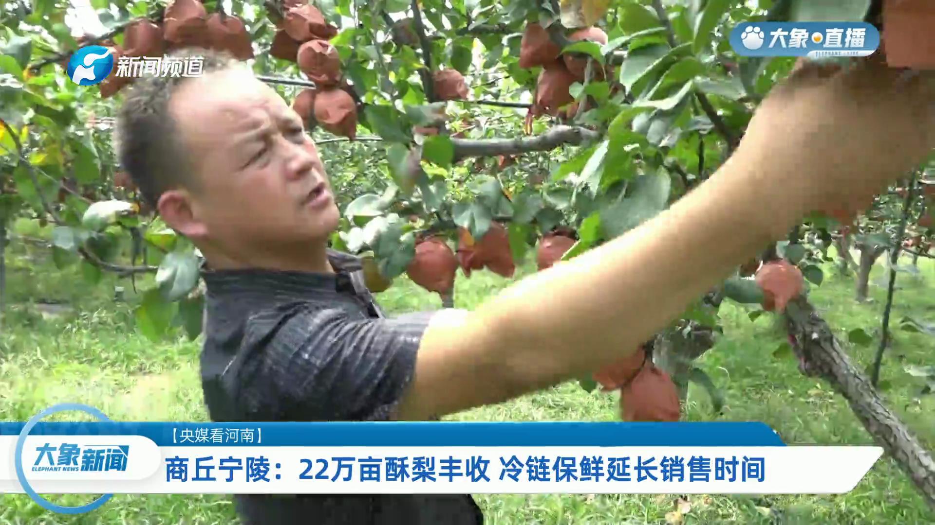 【央媒看河南】商丘寧陵：22萬畝酥梨豐收