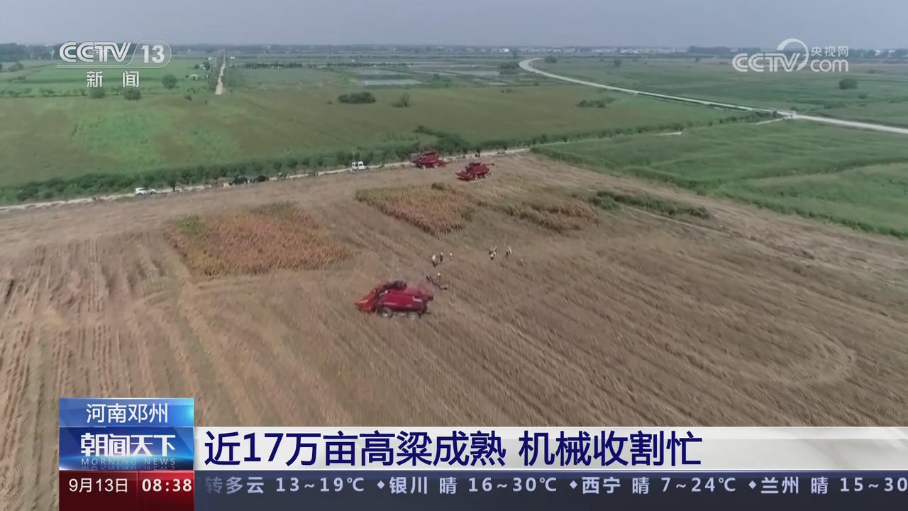 【央視關注河南鄧州】近17萬畝高粱成熟