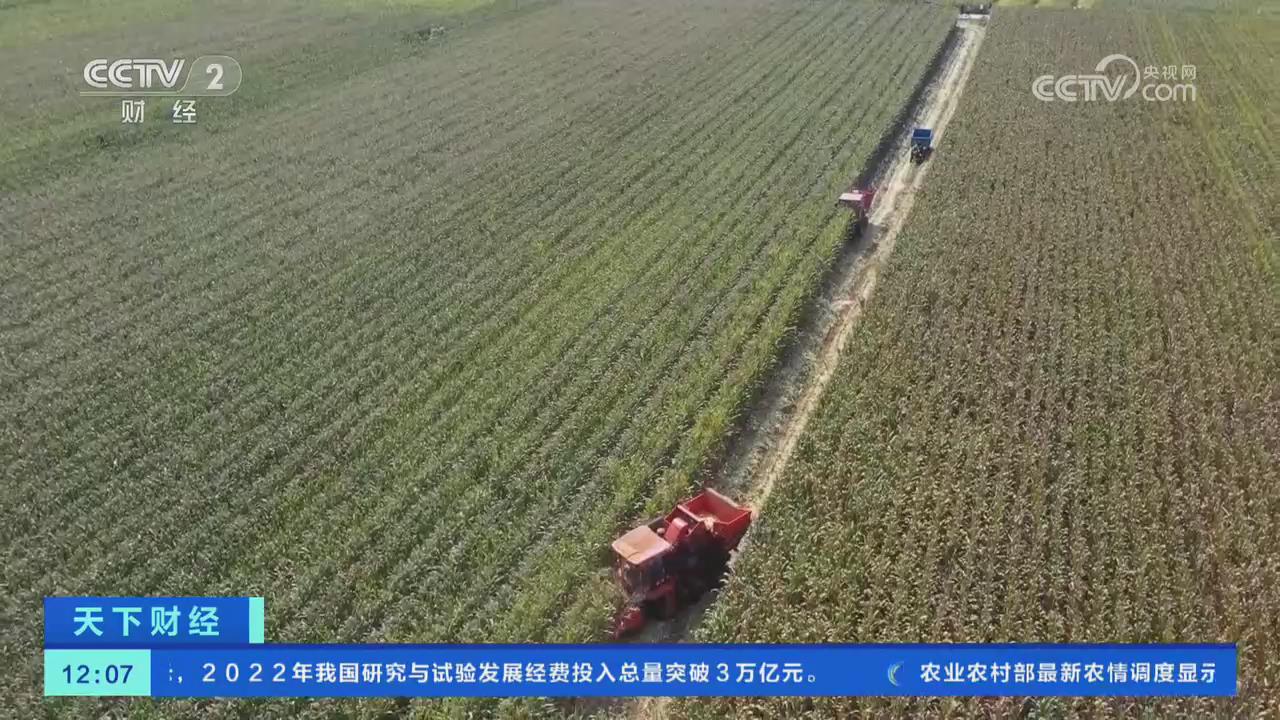 【央視關注河南滑縣】127萬畝玉米陸續豐收
