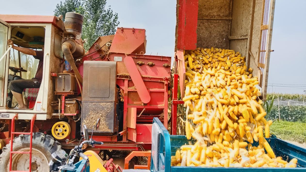 内黄县中召乡金秋玉米收割第一镰奏响秋粮丰收进行曲