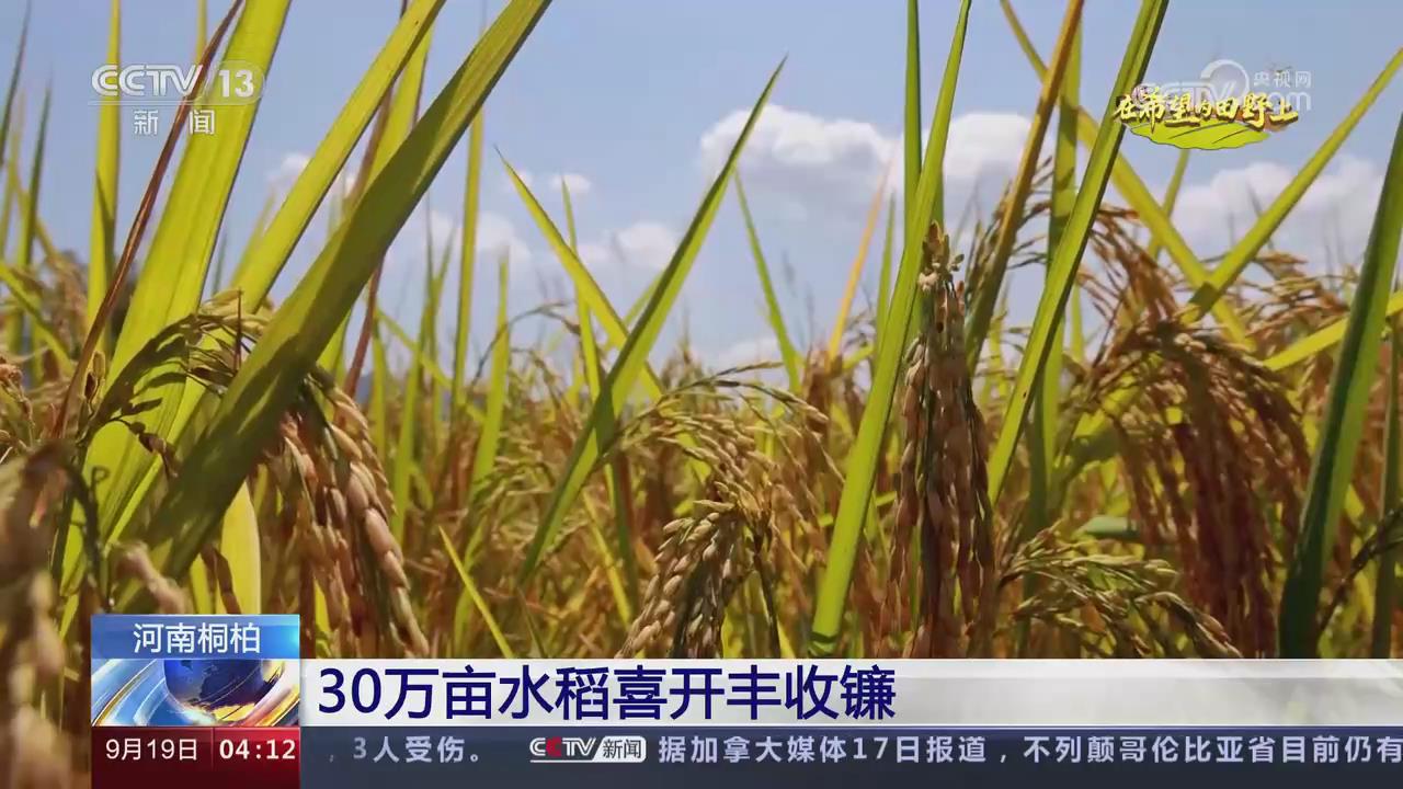 【央視關注河南桐柏】30萬畝水稻喜開豐收鐮