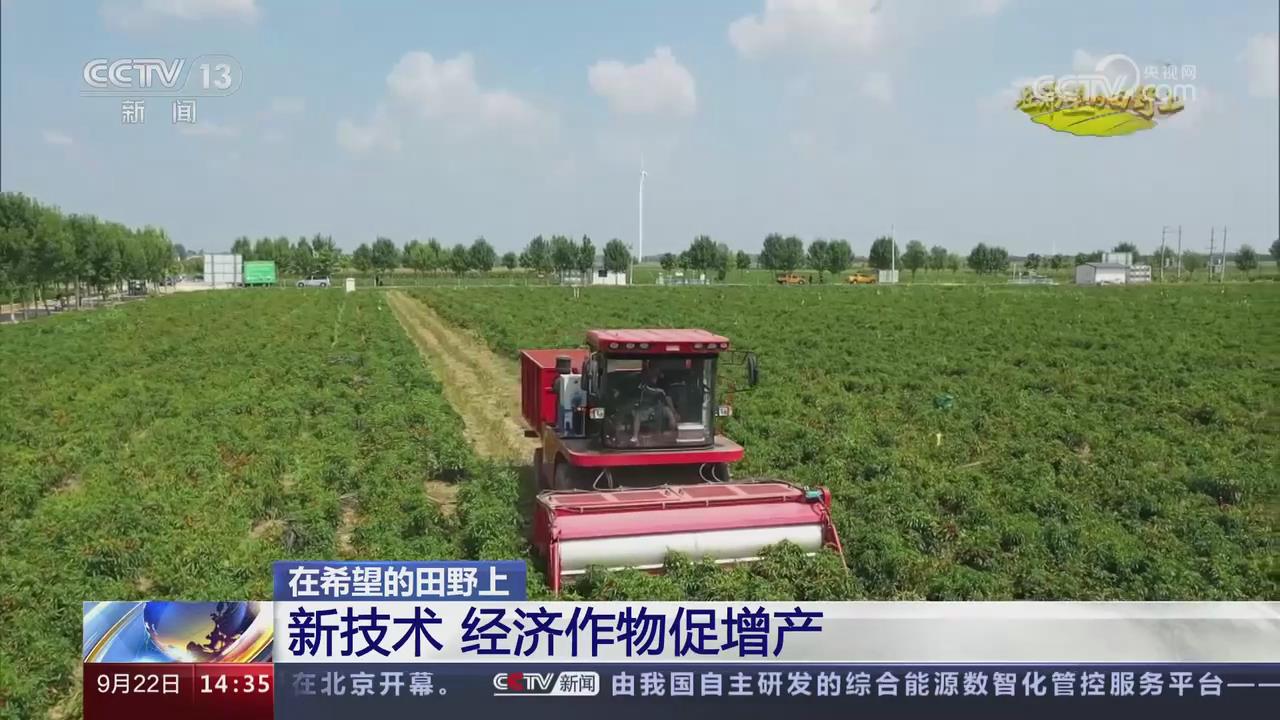 【央視關注河南臨潁】新技術促經濟作物增產豐收