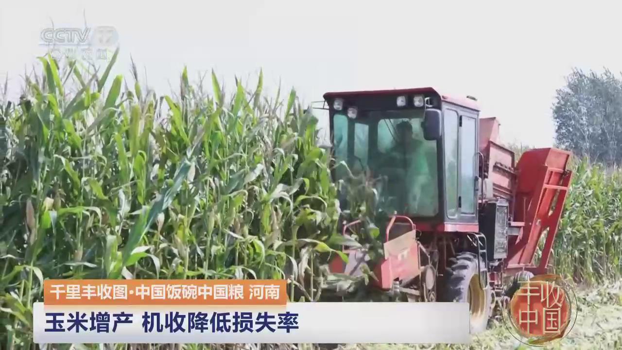 【央視關注河南滑縣】玉米增產 機收降低損失率