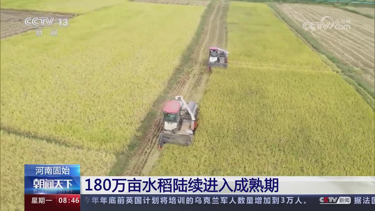 【央視關注河南固始】180萬畝水稻陸續進入成熟期