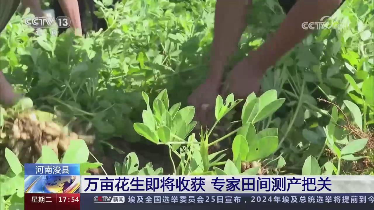 【央視關(guān)注河南浚縣】萬畝花生即將收獲
