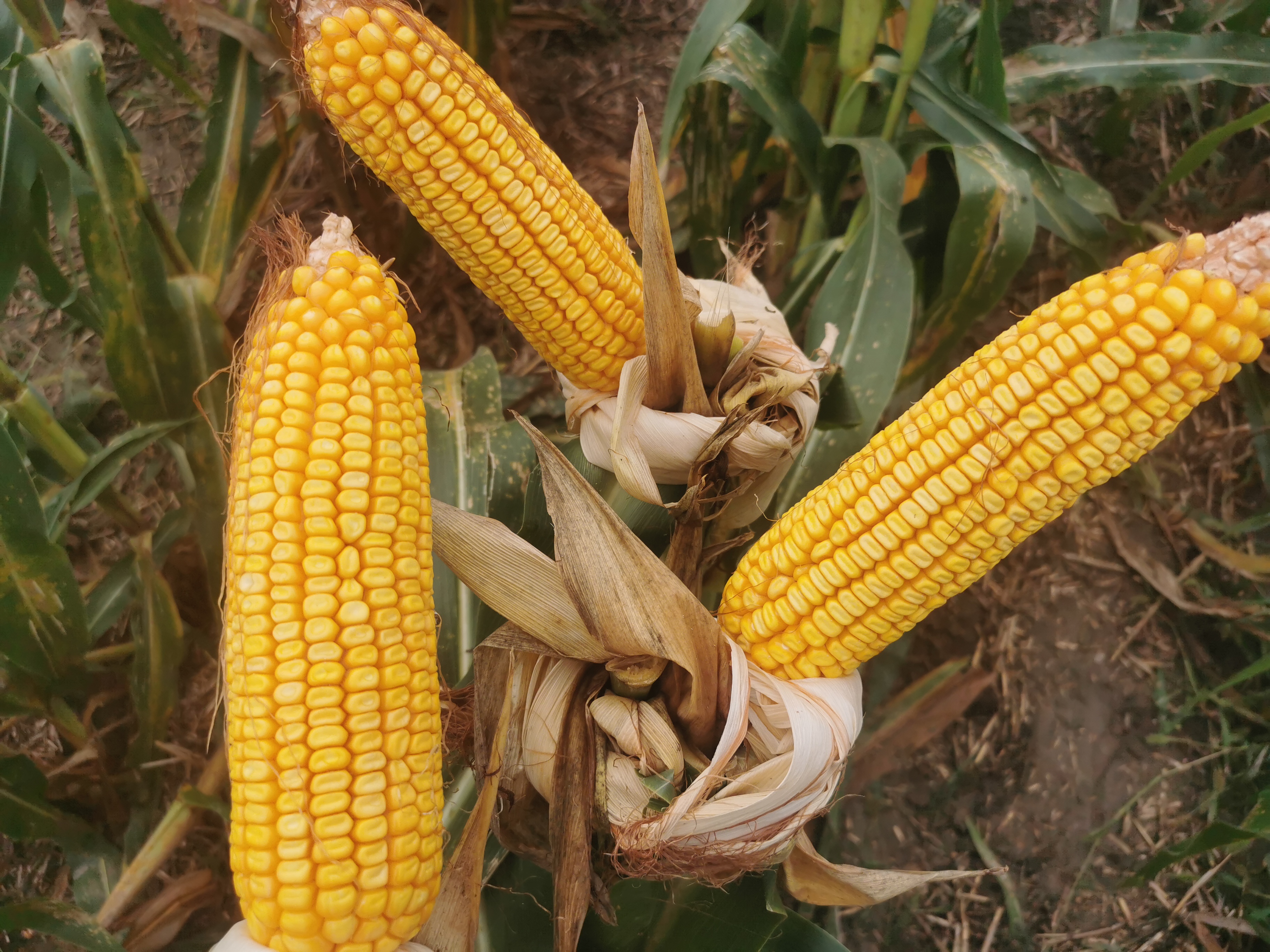 高产角质玉米新品种图片
