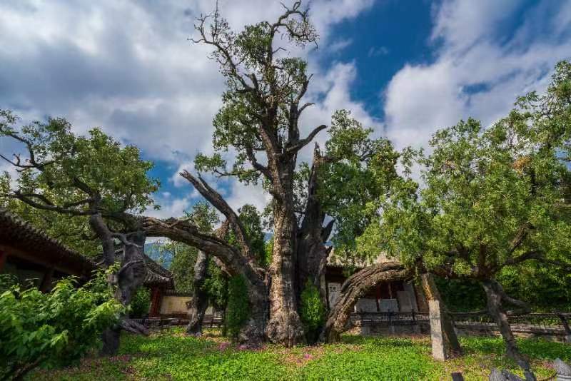 嵩阳书院二将军柏授牌全国双百古树河南古树名木保护科普宣传周在登封