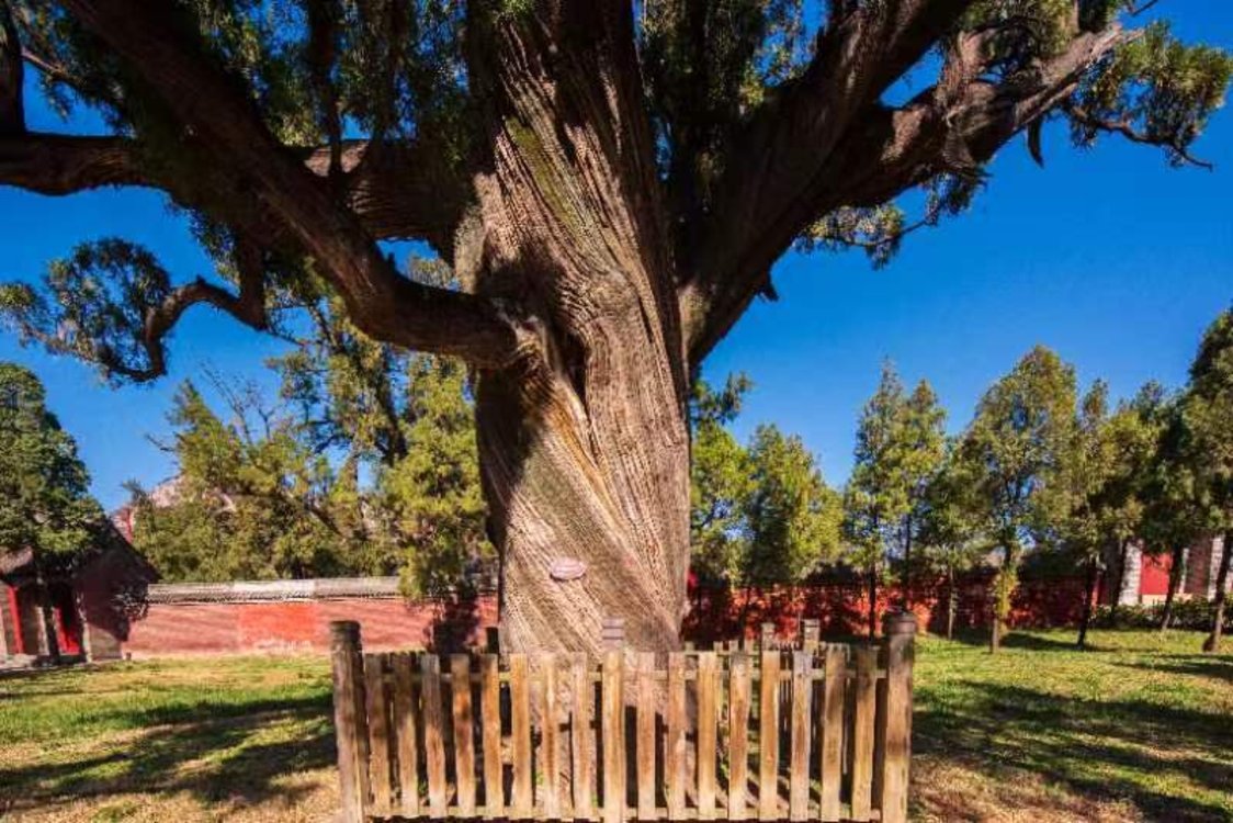 嵩阳书院二将军柏授牌全国双百古树河南古树名木保护科普宣传周在登封