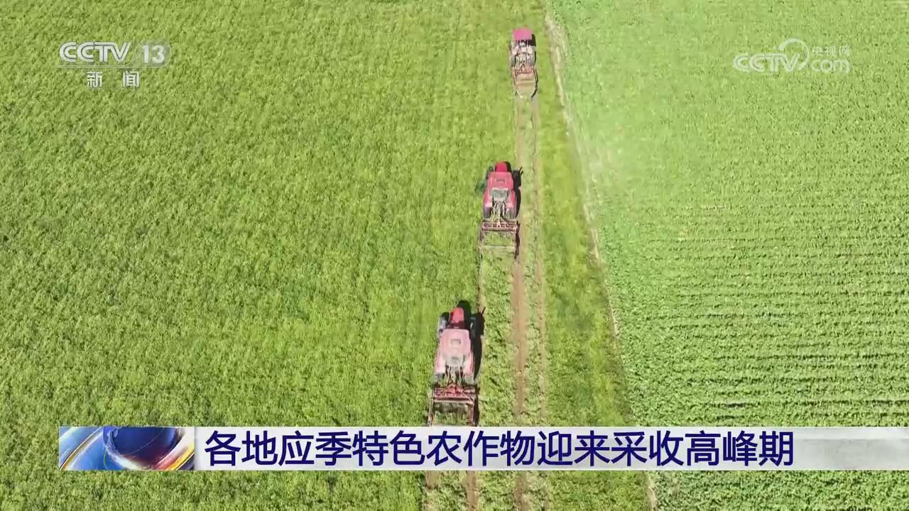 【央視關(guān)注河南開封】花生迎來采收高峰期