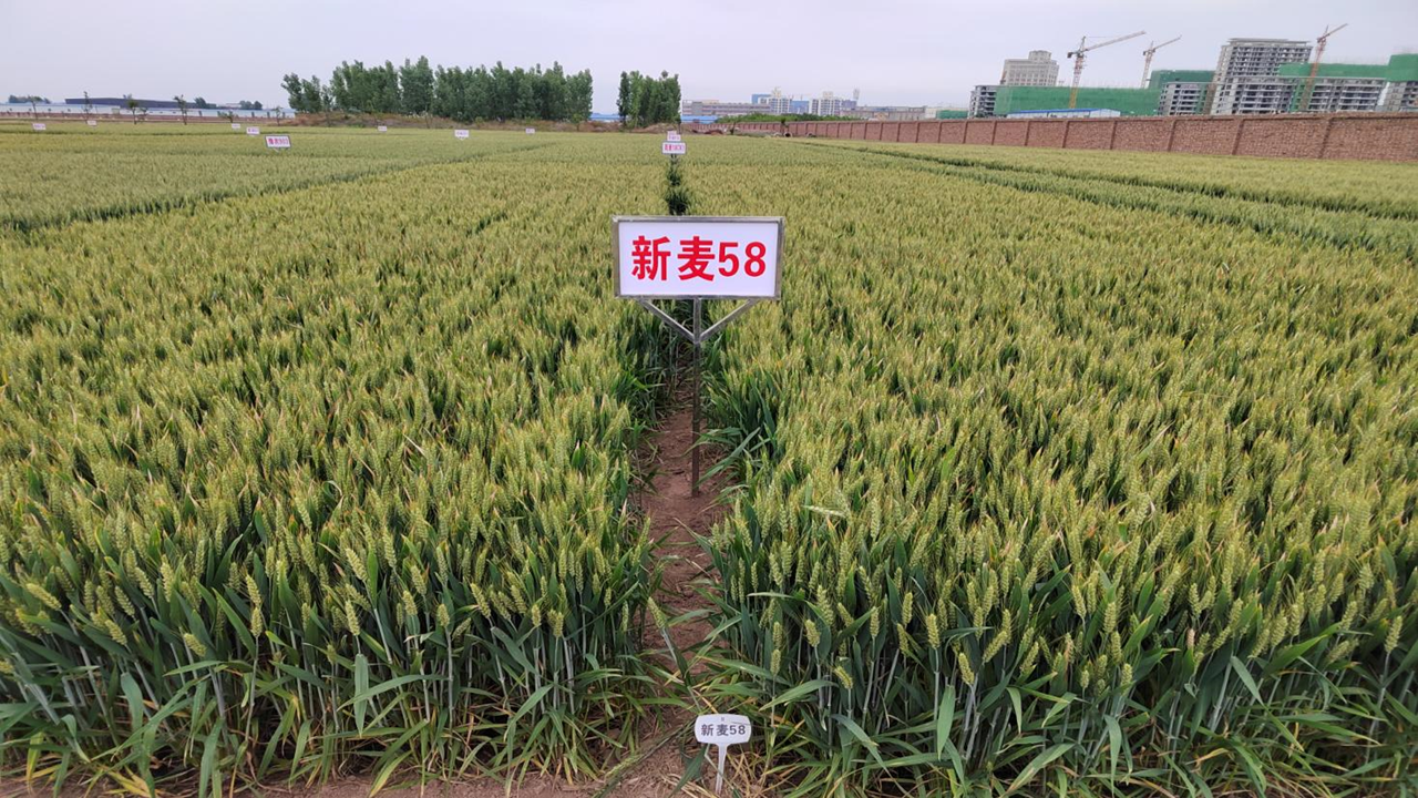 河南小麦新品种新麦58转让价创国内新高
