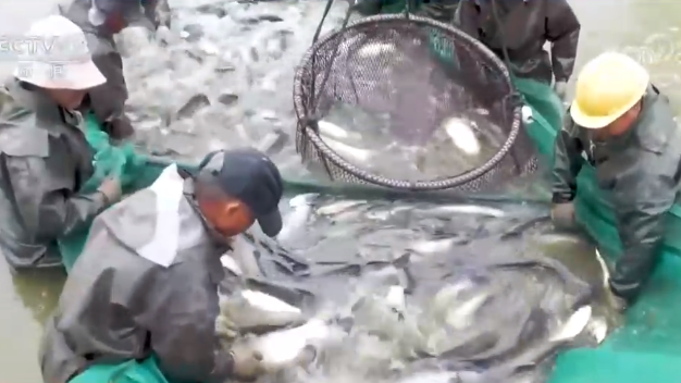 【央視關(guān)注濮陽】水美魚肥捕撈忙 水產(chǎn)品陸續(xù)上市
