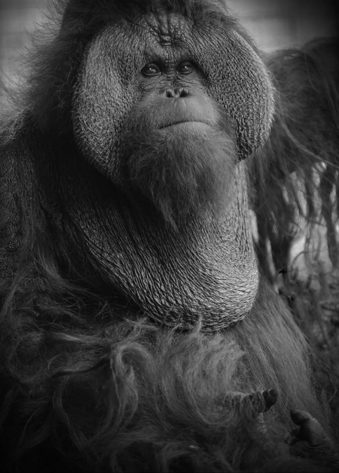 上海动物园45岁猩猩森泰离世，是目前国内动物园最年长猩猩