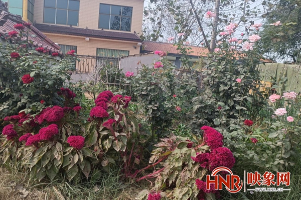 商丘市梁园区观堂镇:人居环境大整治 点亮“文明幸福星”