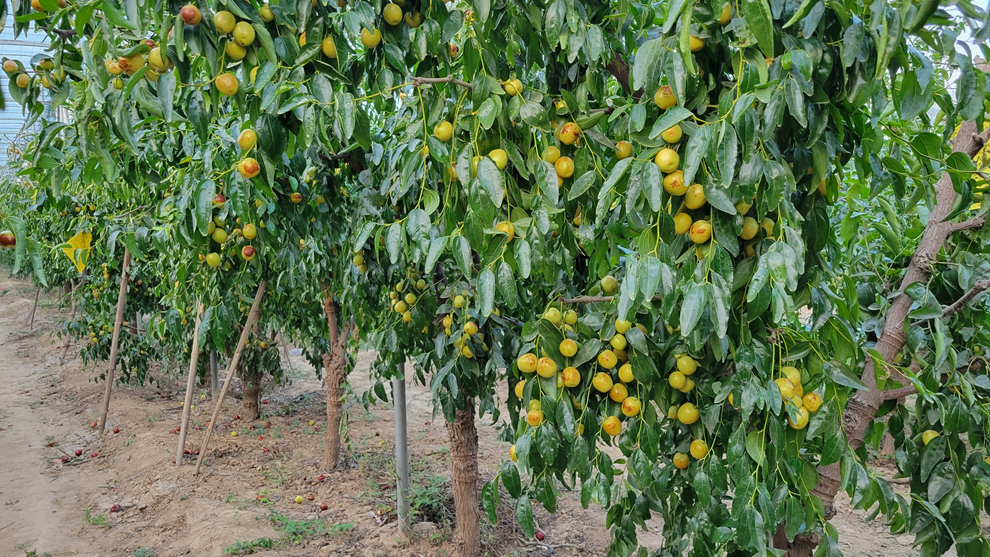 内黄县中召乡冬枣俏枝头枣农迎丰收