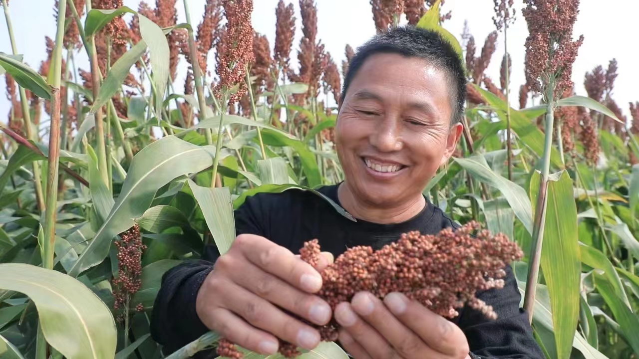 平顶山市叶县高粱红满地映出好丰景