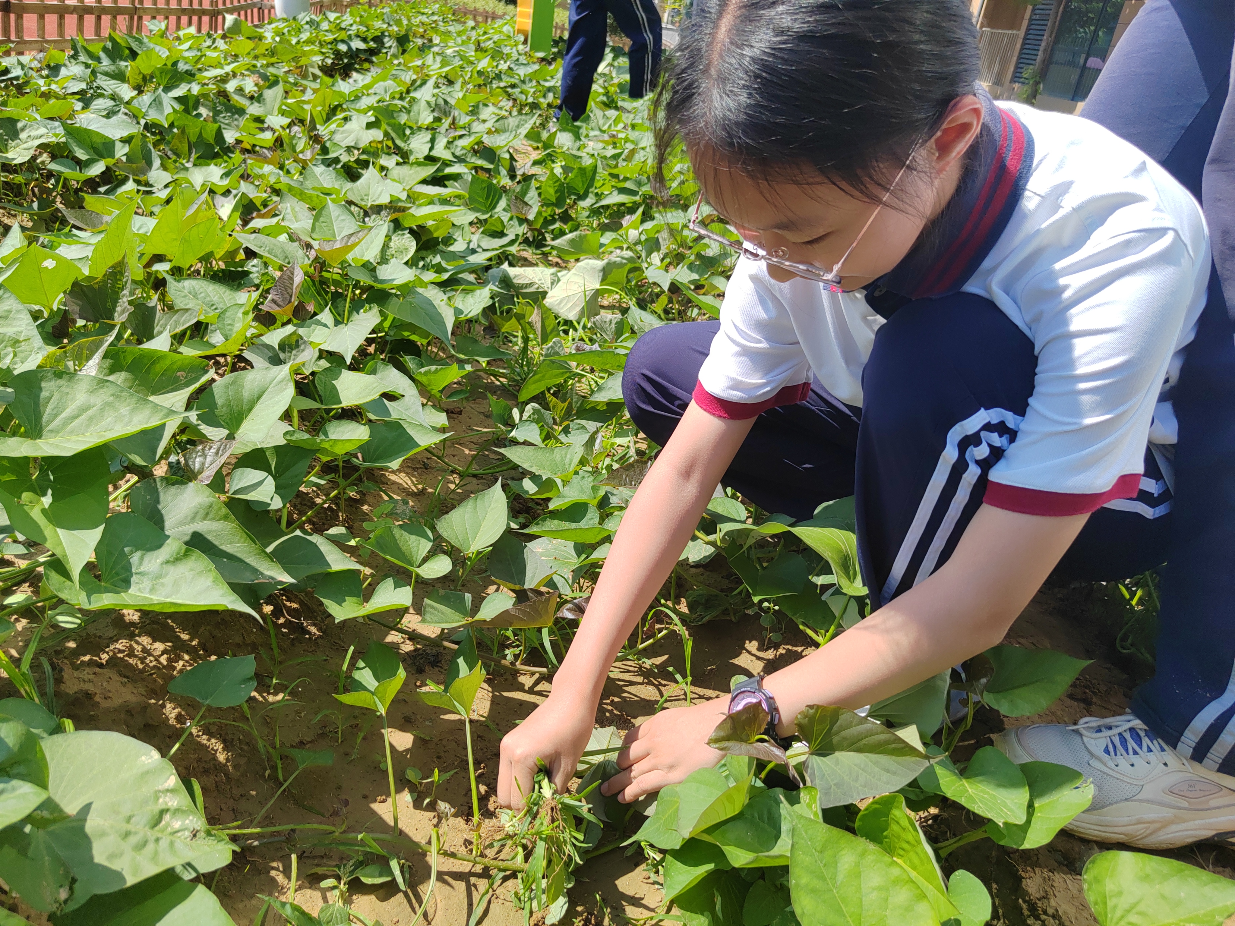 腾出1200㎡专门让学生种地惠济这所学校太会玩了