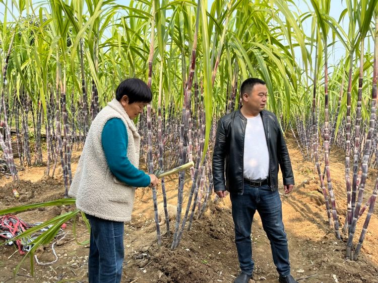 新安县磁涧镇以甘蔗产业促集体增收新台阶