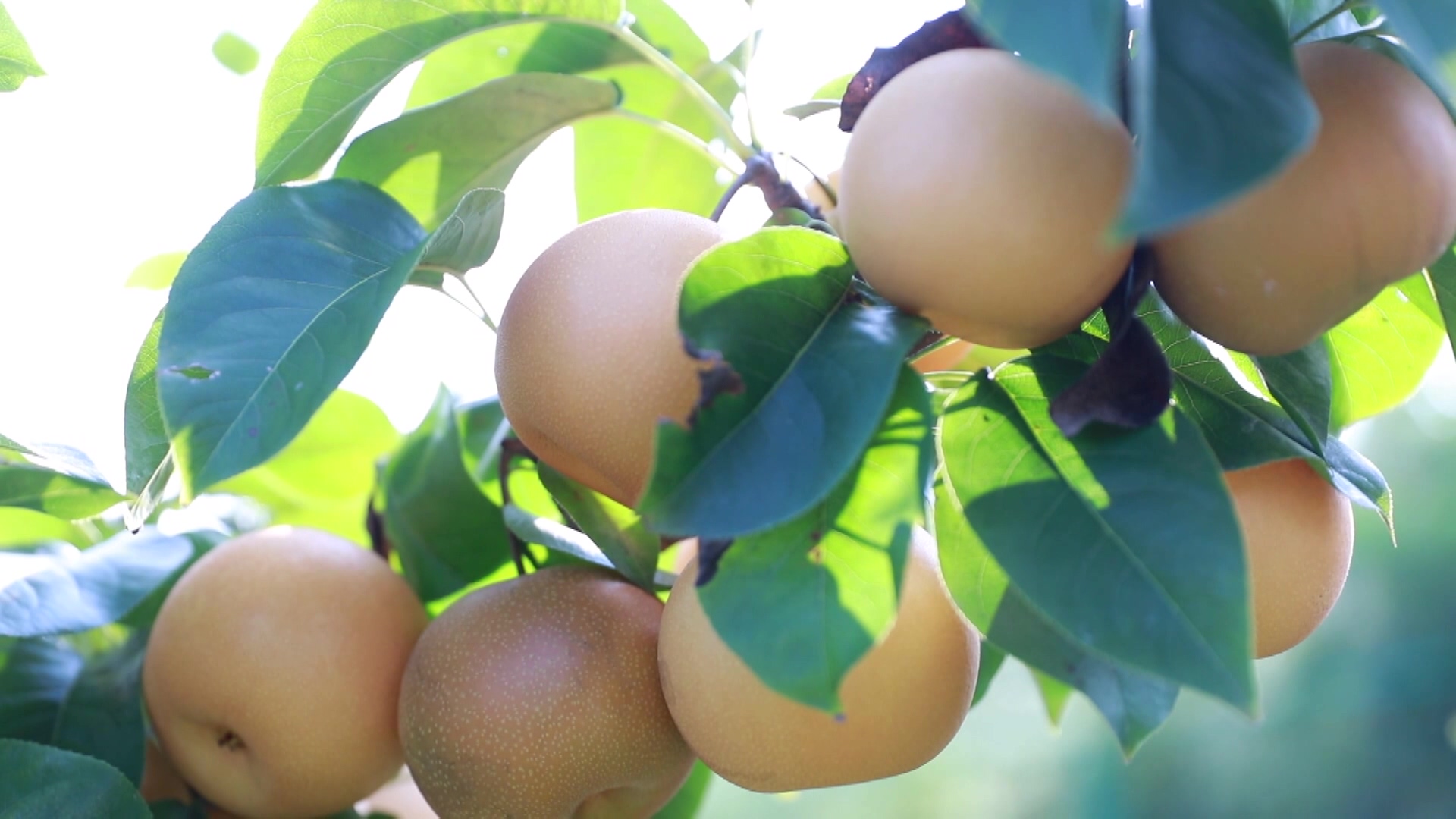 首页>县域直通车>正文>官道口镇党委副书记王苗生表示,下一步,该镇将