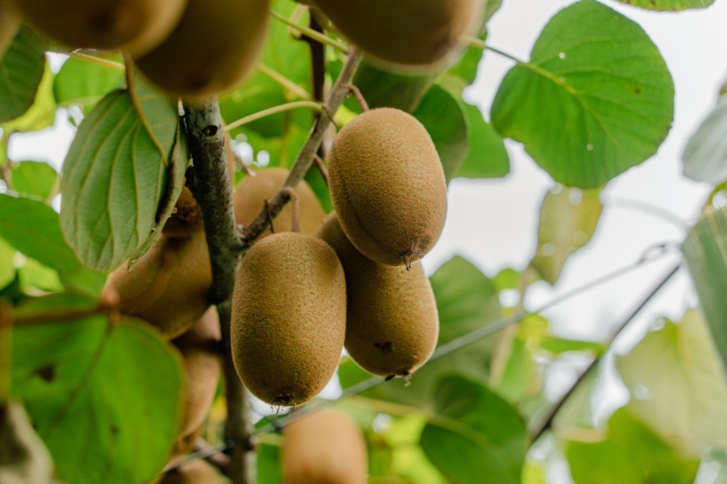 南阳市西峡县猕猴桃喜丰收农民致富甜心头