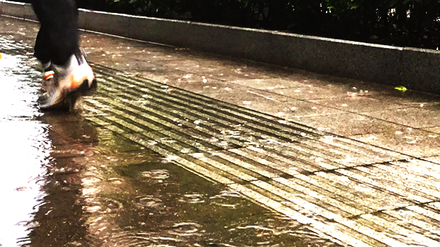 短时强降水+雷暴大风+冰雹！今天下午河南人仍要提高警惕