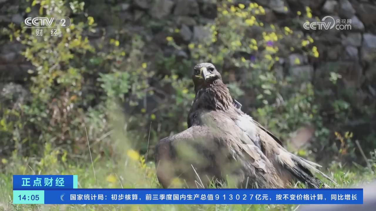 【央視關注河南林州】67只獲救助的野生動物被放歸自然