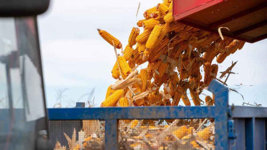 中储粮集团﻿：自媒体发布“停止收购玉米”为不实信息